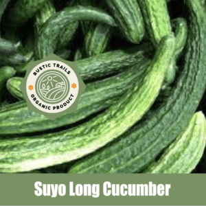 Suyo Long Cucumber, scientifically known as Cucumis sativus